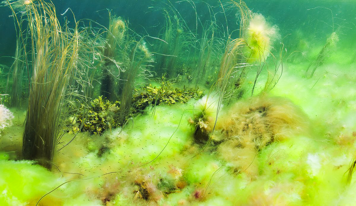 Undervannsbilde av alger som er dekket av grønt slim.