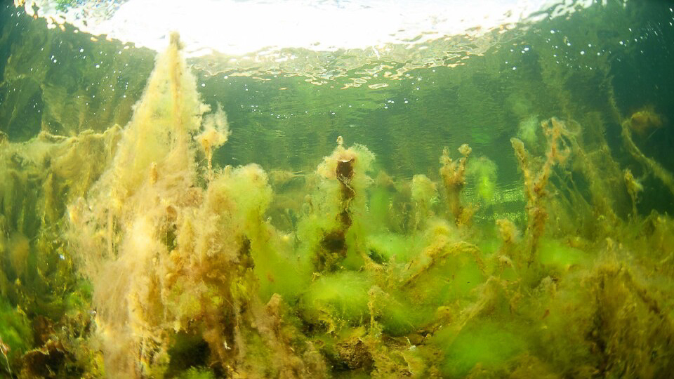 Næringssalter er det største problemet