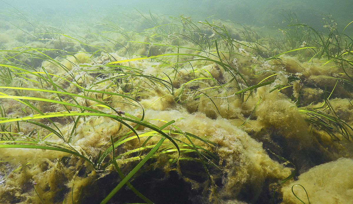 Undervannsbilde av tang som er dekket av alger.
